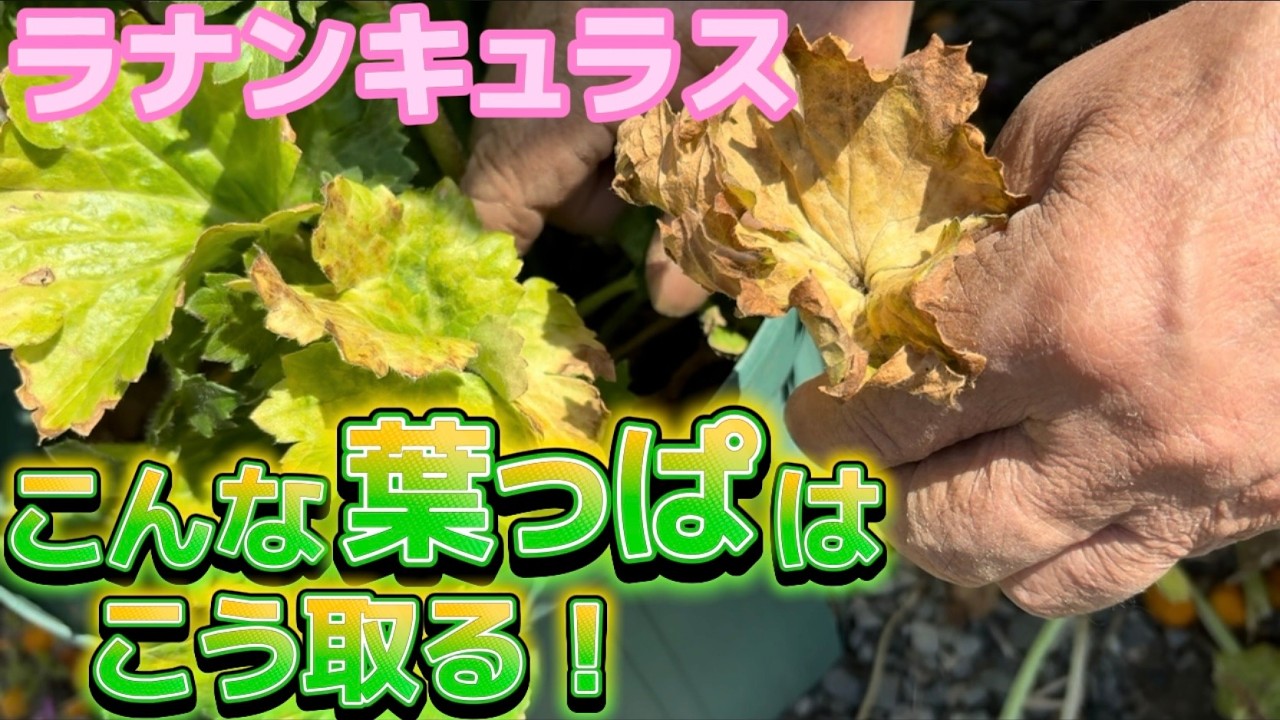 こんな葉っぱはこう取ろう【ラナンキュラスラックス】【ランドセルシリーズ】【園芸のぶチャンネル】