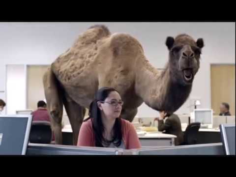 Geico Hump Day Birthday Camel