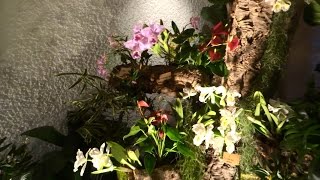 preview picture of video '9. Orchideenausstellung, Bingen am Rhein, Rundgang'