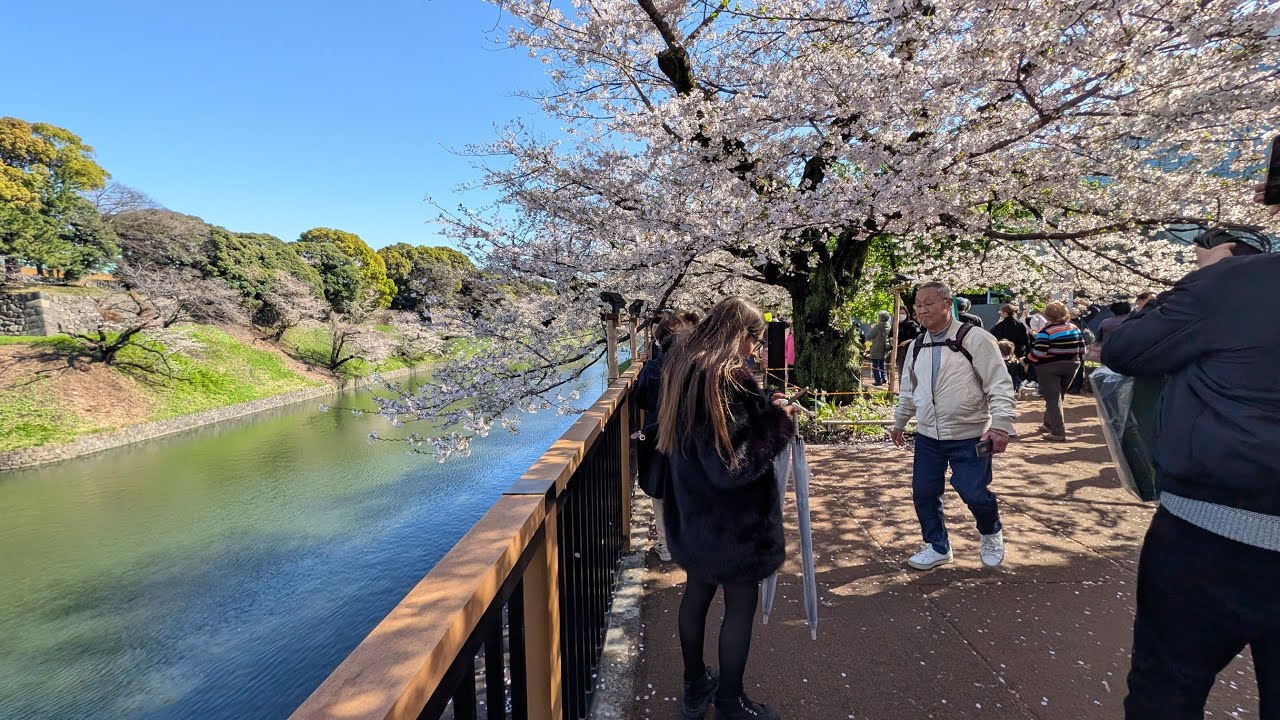 【高画質FHDお花見ライブカメラ】千鳥ヶ淵　お花見　Chidorigafuchi cherry blossom viewing【live camera】2026/04/02