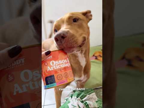 SEBA ON HIS LESS INDEPENDENT DAY 😂 #pitbull #dogs #pets #routine #feeding #supplements