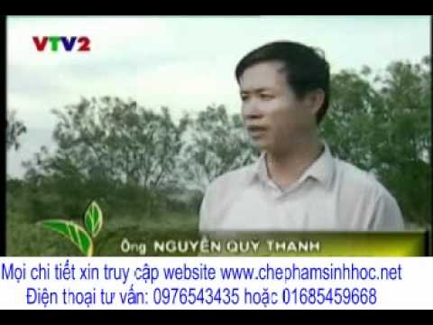 Trồng Đậu Tương Cho Năng Suất Cao