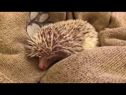 Angry Hedgehog Strikes and Hisses