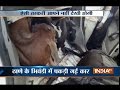 3 Cows recovered from a car in Thane