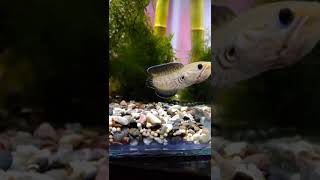 Download lagu kasih goyang Tante 🙏 mp3