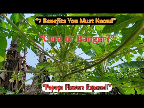 7 Amazing Health Benefits of Papaya Flowers | Side Effects & Precautions