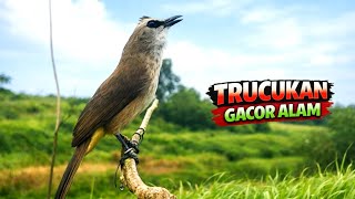 Download lagu SUARA PIKAT TRUCUKAN PALING AMPUH, trucuk manapun langsung Nyaut respon mp3