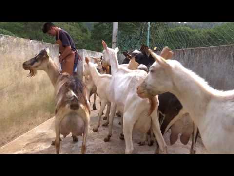 , title : 'Veracruz Agropecuario - Cabra de Raza Saanen'