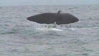 The Dubliners - The Last Of The Great Whales
