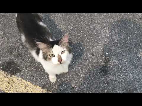 Cute Cat Roaring at me.