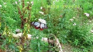 旅する蝶・アサギマダラ