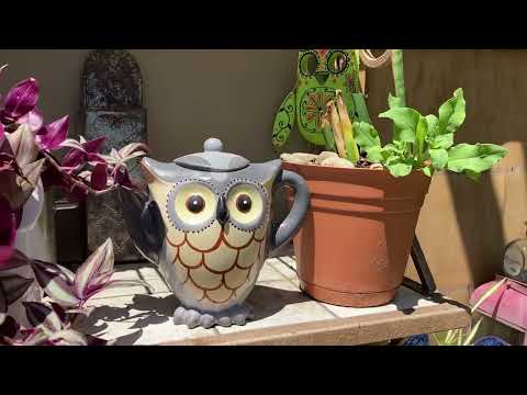 Sunflower Carnage and First Day of Summer Yard and Porch Tour ~ DancesWithPitBulls ~