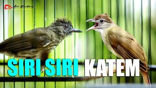 Download lagu MASTERAN KOMBINASI KAPAS TEMBAK DAN SIRI SIRI GACOR mp3 Download lagu MASTERAN KOMBINASI KAPAS TEMBAK DAN SIRI SIRI GACOR mp3