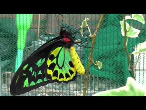 Bribie Island Butterfly House