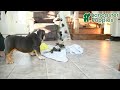 English Bulldog dogs for sale: Jolly - Video 1
