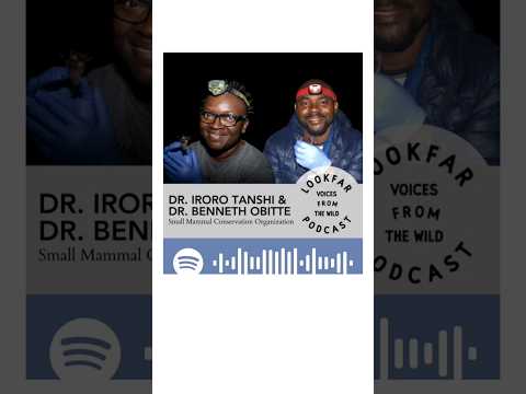 Half of Tropic Mammals are Bats! #bats #smallmammals #SMACON