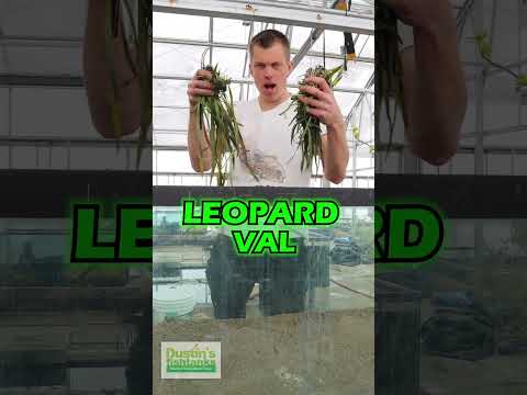 How To Setup A Dirted Aquarium