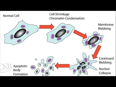Near Death Experiences at the Cellular Level