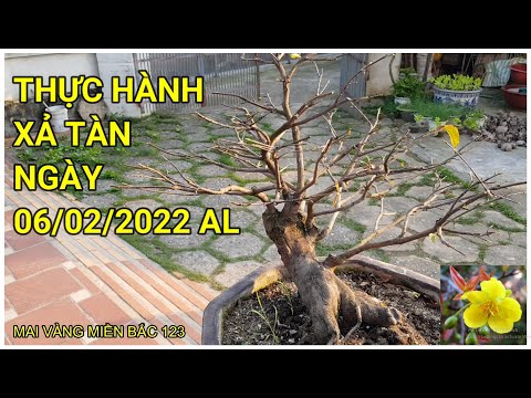 🔴 QBS22132 - THỰC HÀNH XẢ TÀN CHO CÂY MAI VÀNG MIỀN BẮC || THỜI ĐIỂM XẢ TÀN CHO CÂY MAI VÀNG