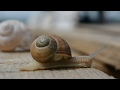 Snail coming out of shell