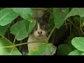 Three Cute Stray Cats Meowing Loudly Because They Re Hungry