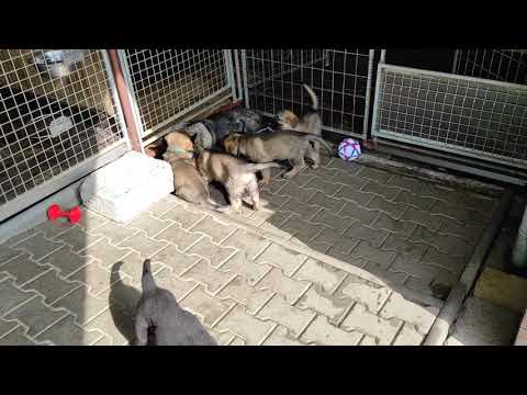 Vrh"O" 7. týdenní štěňátka - Karo z údolí Úpy x Kira Filko Morava