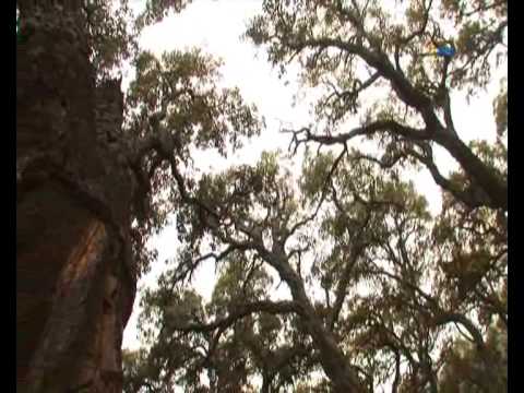 RUTAS NATURALES DESDE JEREZ DE LA FONTERA