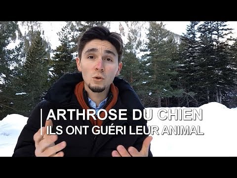 Arthrose chien : comment ils ont GUÉRI leur animal ?