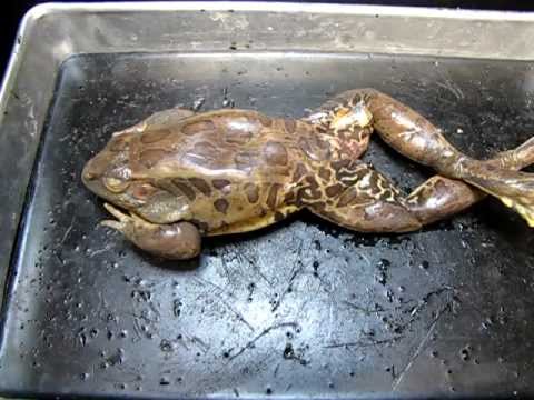 biology junction virtual frog dissection biology junction virtual frog dissection