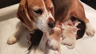 Video preview image #2 Beagle Puppy For Sale in REASNOR, IA, USA