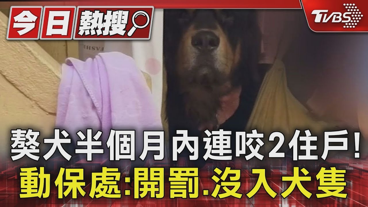 獒犬半個月內連咬2住戶! 動保處:開罰、沒入犬隻