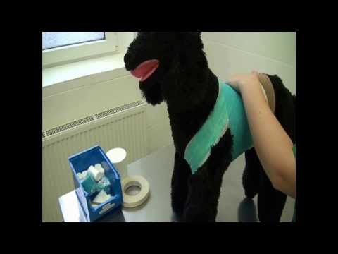 CSL: Body bandage for dogs and cats - demonstrated on a model