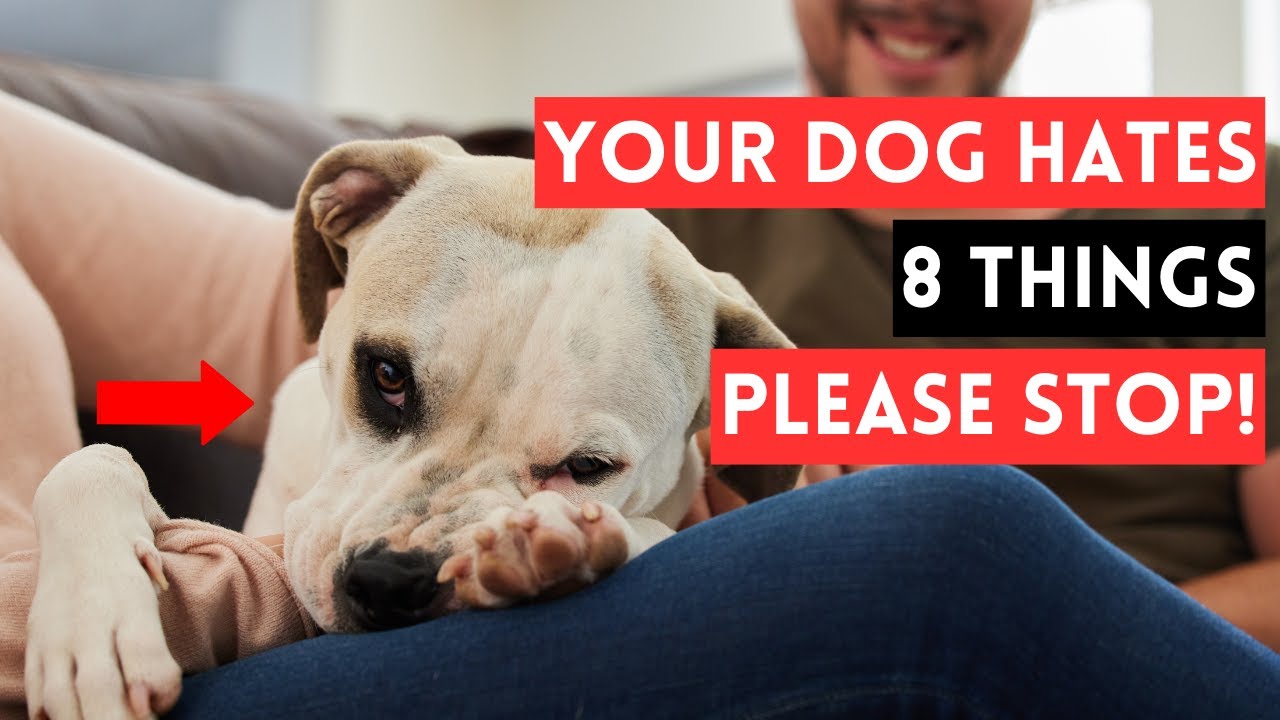 Your Dog Hates 8 Things, Please Stop To Do These
