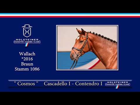 Holsteiner Elite-Reitpferdeauktion 2019 | Nr. 113 - Cosmos v. Cascadello I-Contendro I