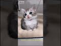 Vidéo d'un petit chat mignon.