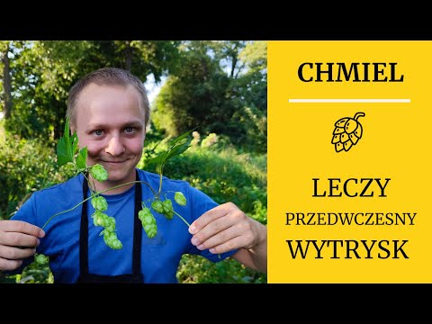 CHMIEL - naturalny lek na przedwczesny wytrysk?