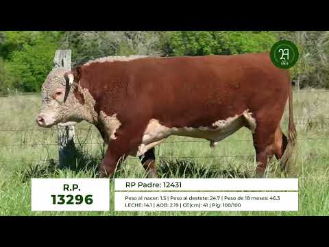 RP 13296 TORO HEREFORD