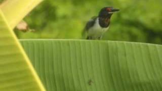 preview picture of video 'Pririt à collier Platysteira cyanea Brown-throated Wattle-eye'
