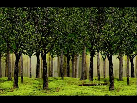 Looping Background Video - Hutan Lebat