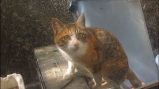 野良猫に向かってパソコン猫の音声を流したら部屋まで追いかけられました