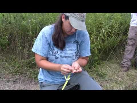 Herper Finds Smooth Green Snake In Unlikely Illinois Town