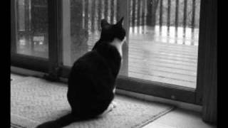 LA GATA BAJO LA LLUVIA