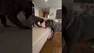 Video preview image #1 Labrador Retriever Puppy For Sale in The Woodlands, TX, USA