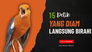 Download lagu LANGSUNG NYAUT 10000 % ‼️ ANIS MERAH MACET BUNYI JIKA DENGAR SUARA INI PASTI NYAUT LANJUT GACOR | 90 mp3