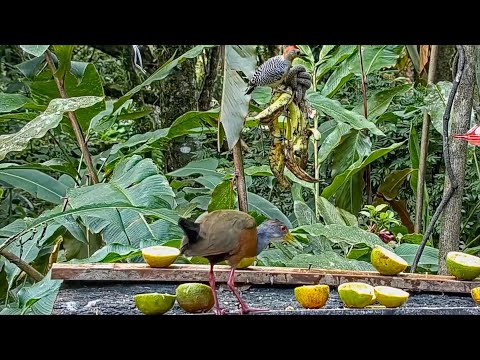 Male Red-crowned Woodpecker And A Gray-cowled Wood-Rail On The Panama Fruit Feeder – Feb. 4, 2021
