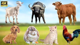 Download Lagu Cute littles Animals : Cow, Rabbit, Dog, Chicken, Sheep, Goat, Duck, Pig - Farm Animal Sounds Thumbnail