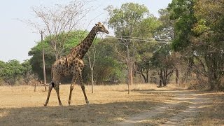 TWR 9.4: zoo drive through zambia