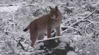 V Krušných horách objevili další stopy rysů