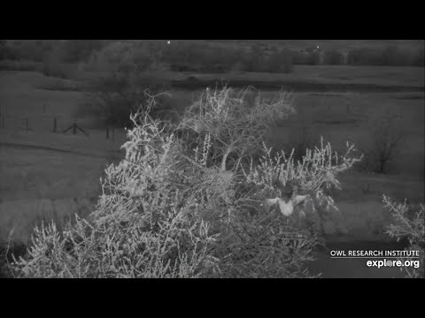 Long Horned Owl @Roger's Place - 5:06AM, 5/29/2022 - Little One has fledged