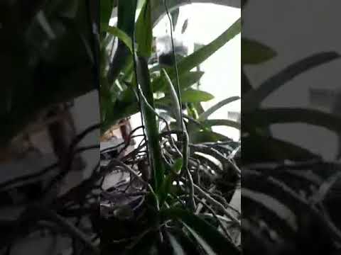 Maria de lourdes silva 1